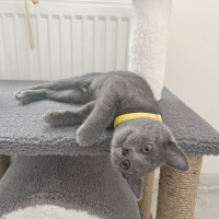 Mavi Rus, Kedi Tırtıl fotoğrafı