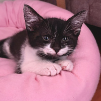 Tekir Kedi, Kedi yoyo fotoğrafı