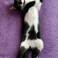 Tekir Kedi, Kedi yoyo fotoğrafı