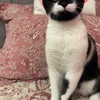 Tekir Kedi, Kedi yoyo fotoğrafı