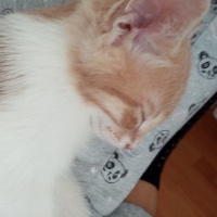 Tekir Kedi, Kedi Simba fotoğrafı