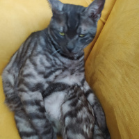 Egyptian Maular, Kedi Nyks fotoğrafı