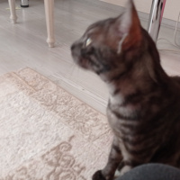 Egyptian Maular, Kedi Nyks fotoğrafı