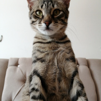 Bengal, Kedi Bit fotoğrafı
