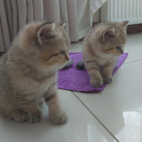 British Shorthair, Kedi MİNİ MİNİCİK fotoğrafı