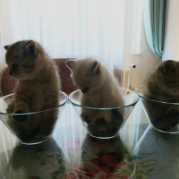 British Shorthair, Kedi MİNİ MİNİCİK fotoğrafı