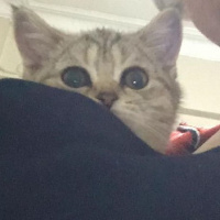 British Shorthair, Kedi MİNİ MİNİCİK fotoğrafı