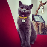 British Shorthair, Kedi FEYRUZ fotoğrafı