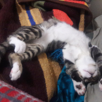 Tekir Kedi, Kedi faik fotoğrafı