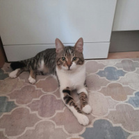 Tekir Kedi, Kedi faik fotoğrafı