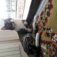 Tekir Kedi, Kedi faik fotoğrafı