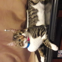 Tekir Kedi, Kedi faik fotoğrafı