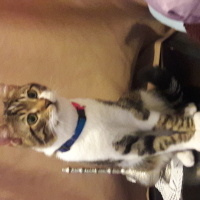 Tekir Kedi, Kedi faik fotoğrafı