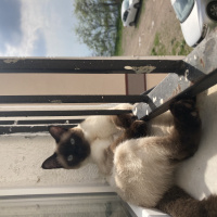 Siyam Kedisi, Kedi Mist fotoğrafı