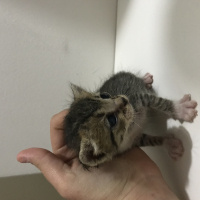 Tekir Kedi, Kedi Kedi fotoğrafı