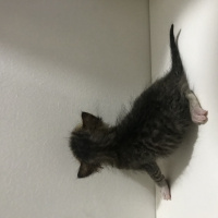 Tekir Kedi, Kedi Kedi fotoğrafı