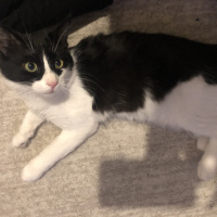 Tekir Kedi, Kedi Alis fotoğrafı