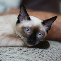 Siyam Kedisi, Kedi FOXY fotoğrafı