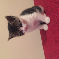 Tekir Kedi, Kedi Zıpzıp fotoğrafı