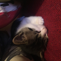 Tekir Kedi, Kedi Zıpzıp fotoğrafı