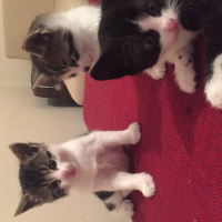 Tekir Kedi, Kedi Zıpzıp fotoğrafı