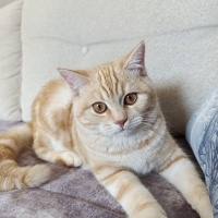 British Shorthair, Kedi Loki fotoğrafı