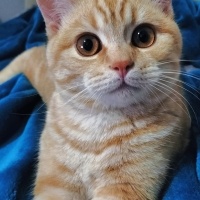 British Shorthair, Kedi Loki fotoğrafı