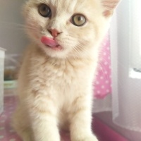 British Shorthair, Kedi  yumak fotoğrafı