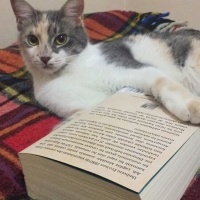 Tekir Kedi, Kedi  HERA fotoğrafı