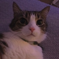 Tekir Kedi, Kedi Ponçik fotoğrafı