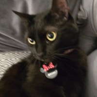 Tekir Kedi, Kedi Ponçik fotoğrafı