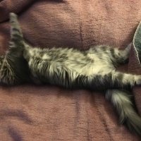 Tekir Kedi, Kedi Neko fotoğrafı