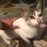 Tekir Kedi, Kedi milk fotoğrafı