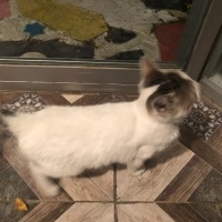 Tekir Kedi, Kedi milk fotoğrafı