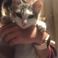 Tekir Kedi, Kedi milk fotoğrafı