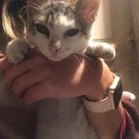 Tekir Kedi, Kedi milk fotoğrafı