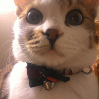 Tekir Kedi, Kedi  Venüs fotoğrafı