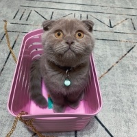 Scottish Fold, Kedi Barny fotoğrafı