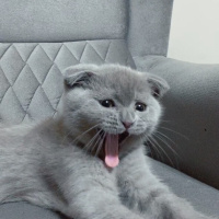 Scottish Fold, Kedi Barny fotoğrafı