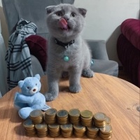 Scottish Fold, Kedi Barny fotoğrafı