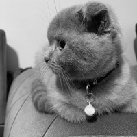 Scottish Fold, Kedi Barny fotoğrafı