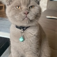Scottish Fold, Kedi Barny fotoğrafı