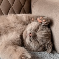 Scottish Fold, Kedi Barny fotoğrafı