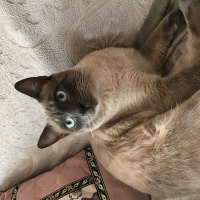 Siyam Kedisi, Kedi Minnak fotoğrafı