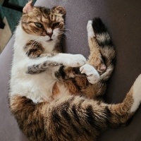 Tuxedo (Smokin) Kedi, Kedi Pıt fotoğrafı