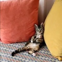 Tekir Kedi, Kedi Minnak fotoğrafı