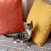 Tekir Kedi, Kedi Minnak fotoğrafı