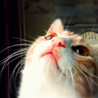 Tekir Kedi, Kedi  Venüs fotoğrafı