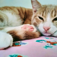 Tekir Kedi, Kedi  Venüs fotoğrafı