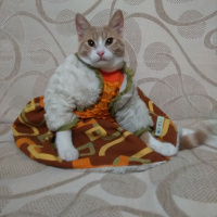 Tekir Kedi, Kedi  Venüs fotoğrafı